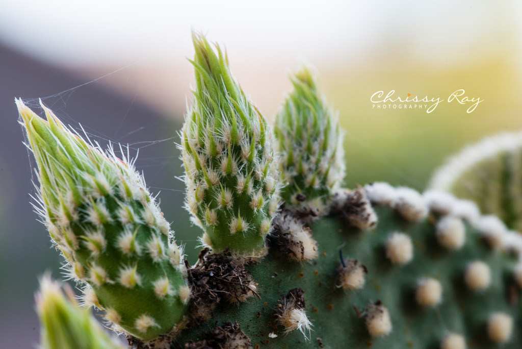 Cactus bud about to bloom