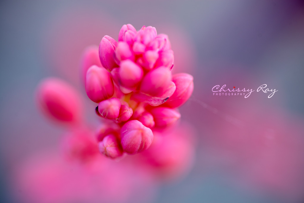 Pink desert flower