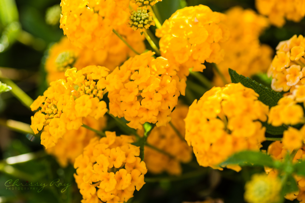 Yellow desert flower
