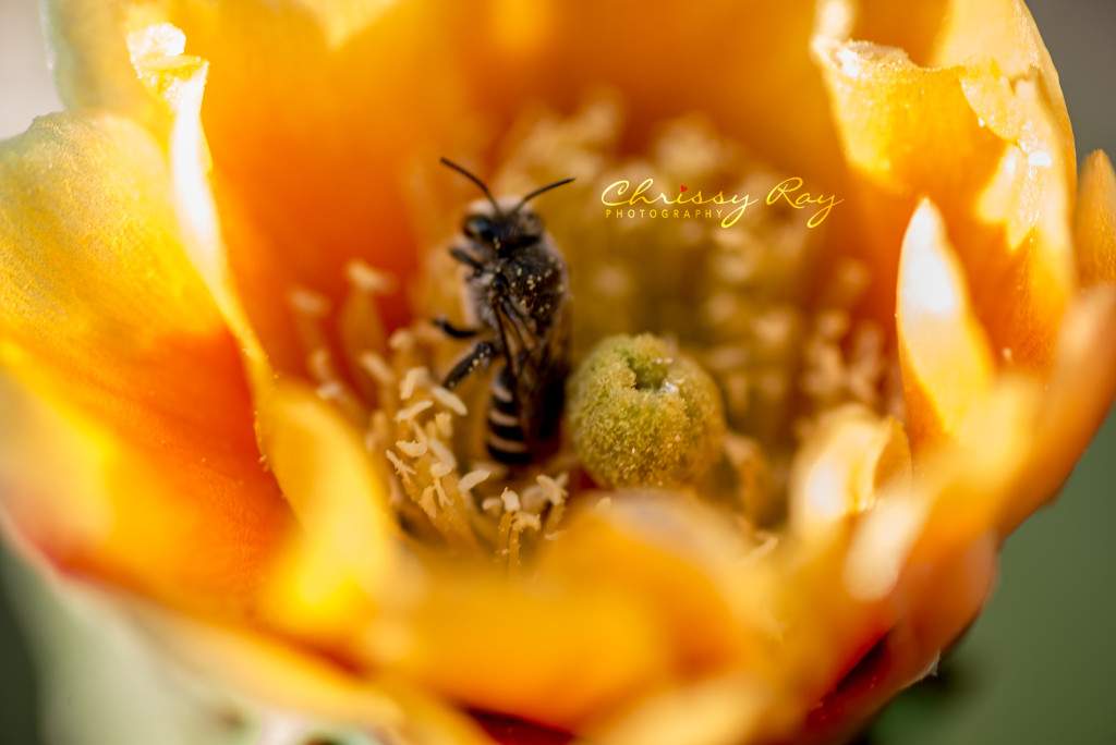 Bee in cactus bloom - Macro
